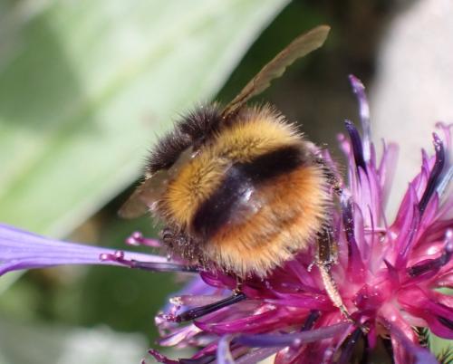 Réf. 299 590 : Bombus pratorum